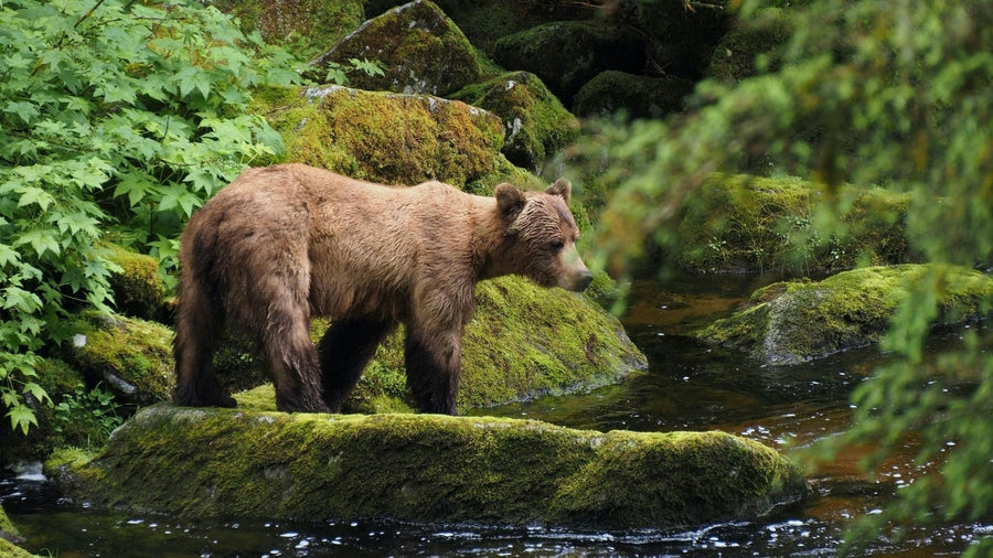 Spring Bear Hunting in BC: Zones, Access Roads & Maps You Actually Need