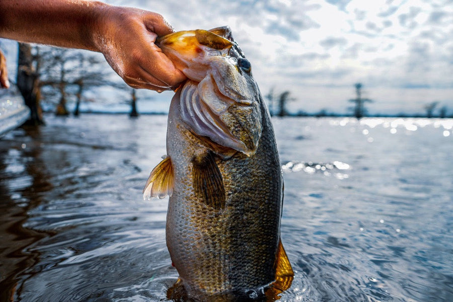 Top 5 Ontario Fishing Maps for Every Spring Angler (App & Print)