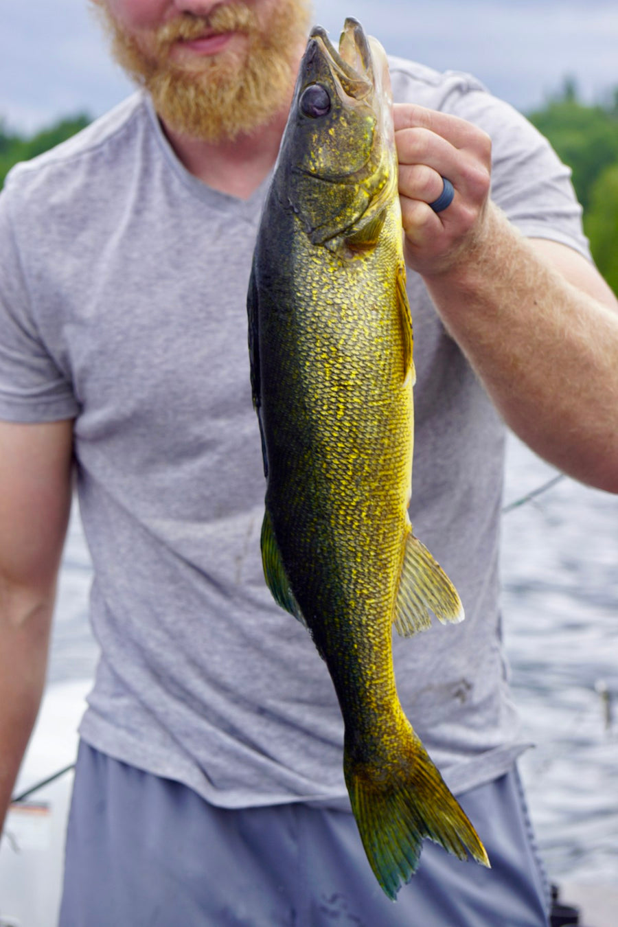 Angler holds a large golden walleye up beside the boat, face out of frame
