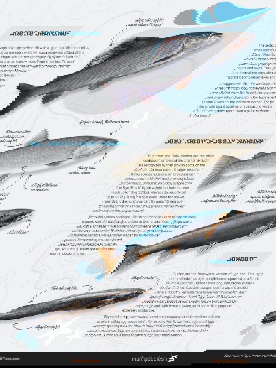 Northern BC Fishing Mapbook - Backroad Maps