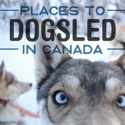 Beat the dog days of winter and have so mush fun dogsledding!