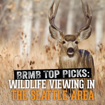 12 Wildlife Viewing Hot Spots in the Seattle Area