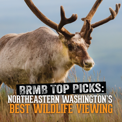 12 Wildlife Viewing Hotspots in the Spokane Area