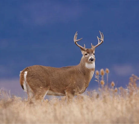 Top 3 Best Hunting Maps in Canada (2026)