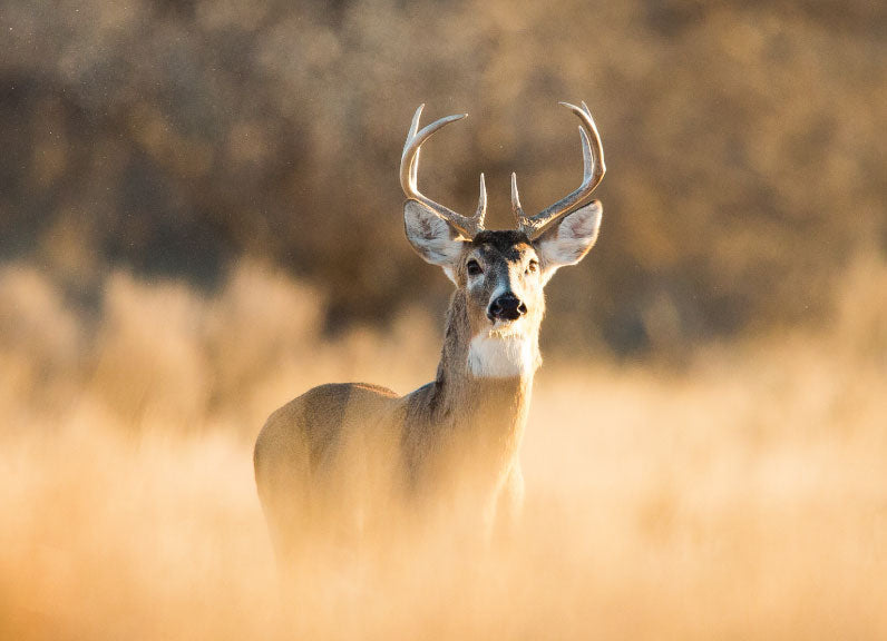 Deer Hunting Season in Canada: 2026 Dates & Where to Go – Backroad Maps