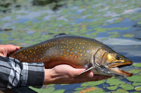 Species, Seasons, and Fishing Rules in Algonquin Park