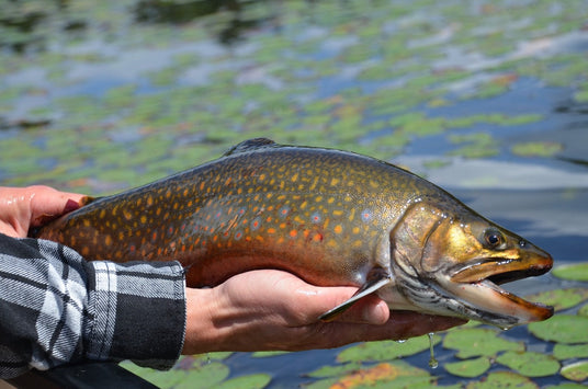 Species, Seasons, and Fishing Rules in Algonquin Park