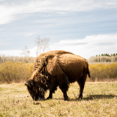 Polar Bears to Bison - Manitoba Wildlife Watching