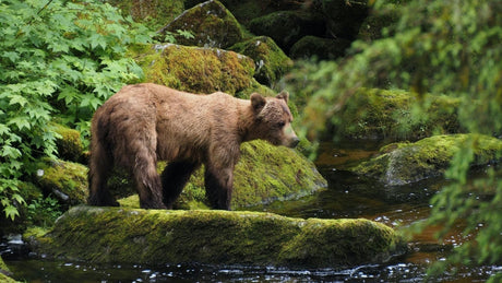 Spring Bear Hunting in BC: Zones, Access Roads & Maps You Actually Need