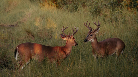 Top 3 Best Hunting Maps in Canada (2026)