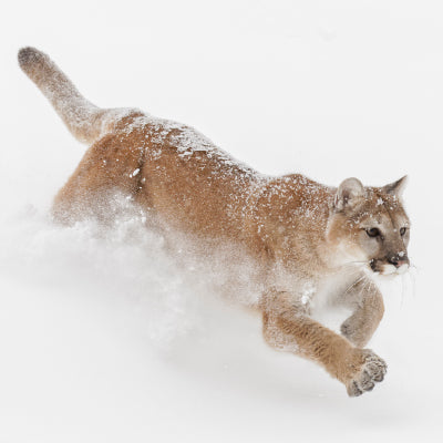 Winter Hunting Across Canada