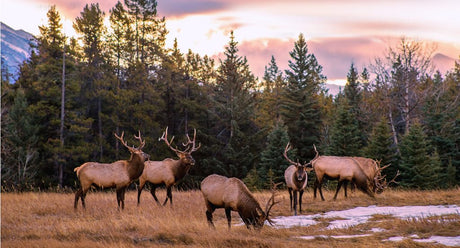 Alberta GPS Maps: Updates, Versions & Changes