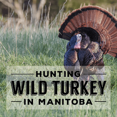 Fall Turkey Hunting in Manitoba