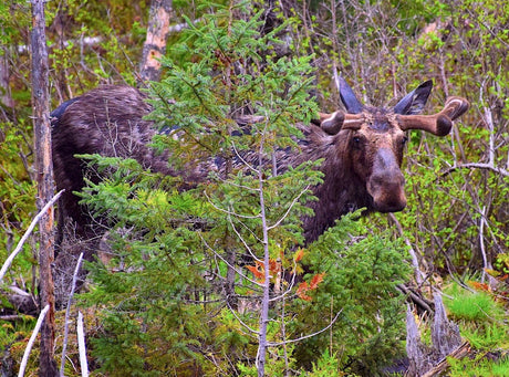 Where to See Moose in Algonquin Park: Best Viewing Spots & Tips