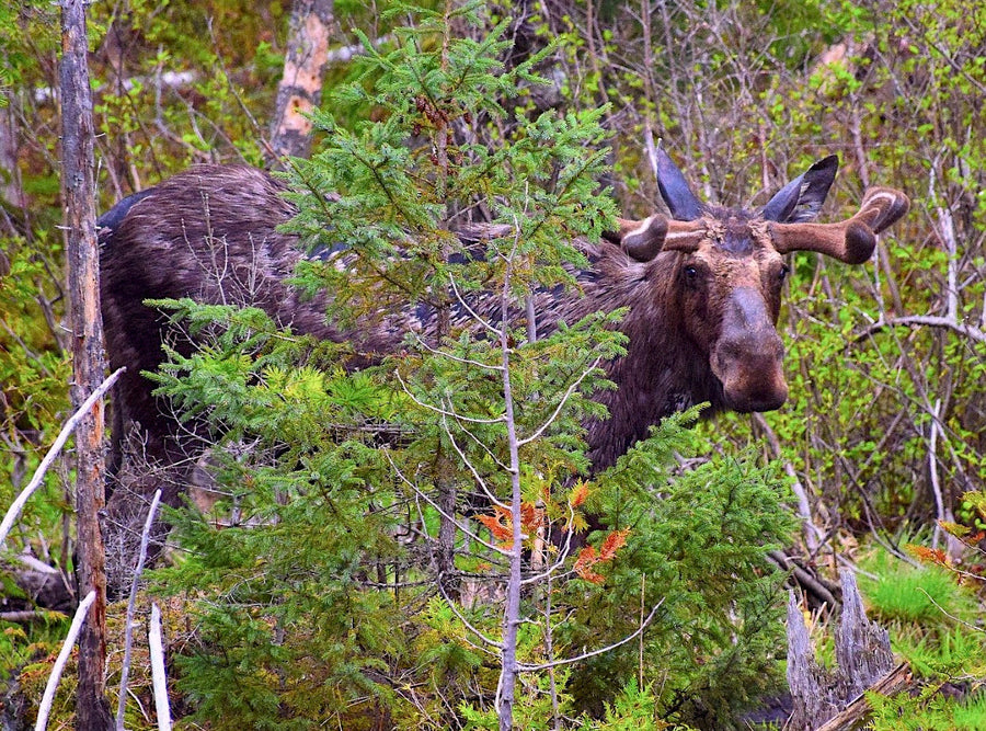 Where to See Moose in Algonquin Park: Best Viewing Spots & Tips