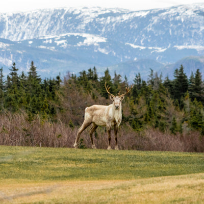 Start Planning Your Next Hunting Trip with the 2nd Edition Newfoundland and Labrador Backroad Mapbook