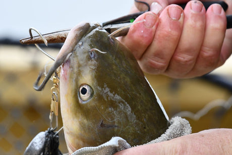 Gloved hands use pliers to unhook a broad-headed catfish, barbels and eye clearly visible
