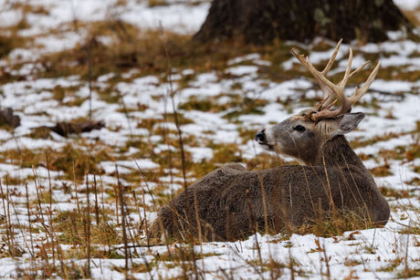 Mature whitetail buck with a tall heavy rack bedded in tan grass and patchy snow