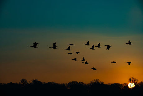 Flock of geese silhouetted in flight above a dark treeline against a teal and orange sunrise
