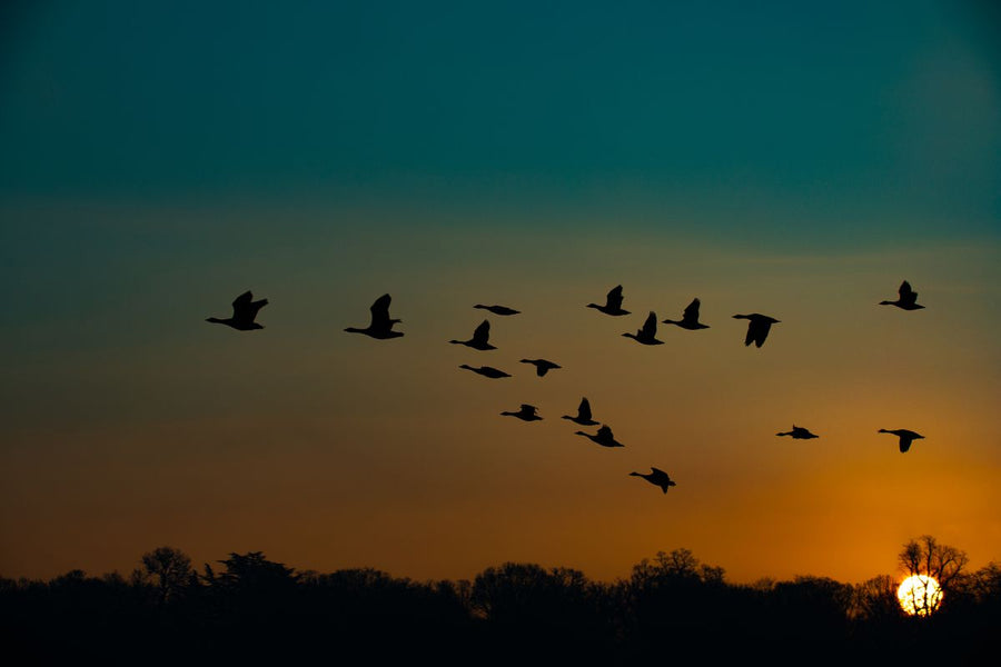 Flock of geese silhouetted in flight above a dark treeline against a teal and orange sunrise
