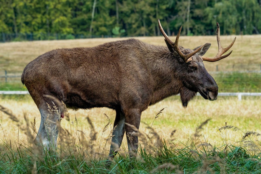 Bull moose with wide palmated antlers standing broadside in tall dry grass at a forest edge