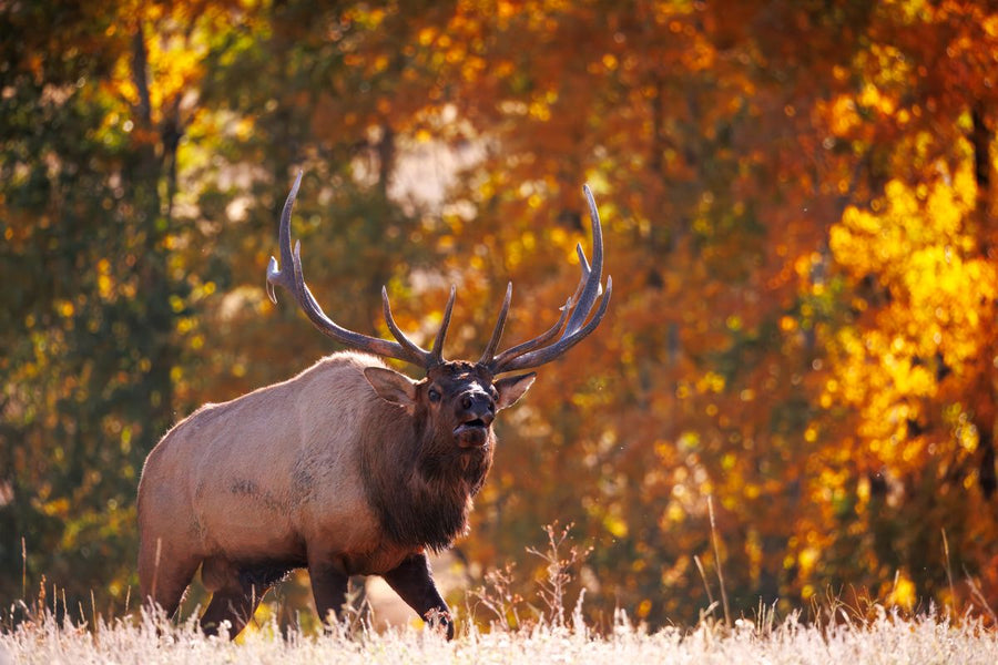 Bull elk with a wide antler rack walking through dry grass against blazing golden autumn foliage
