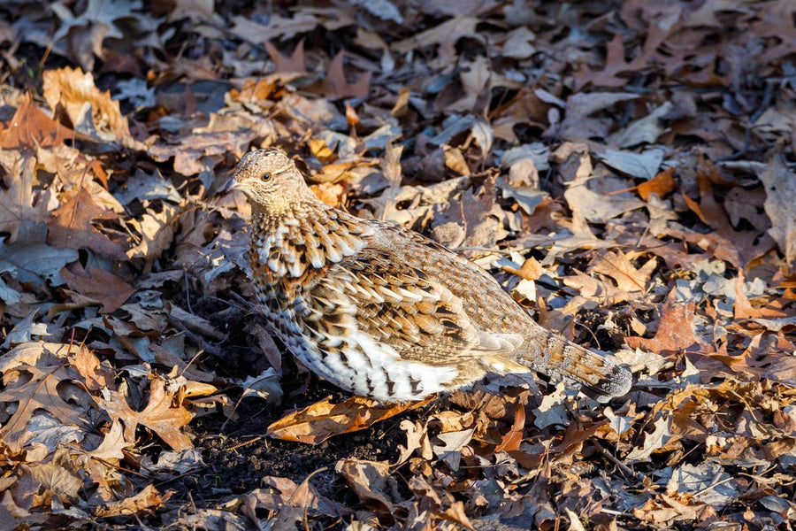 Ruffed grouse standing motionless among dry oak leaves on the autumn forest floor