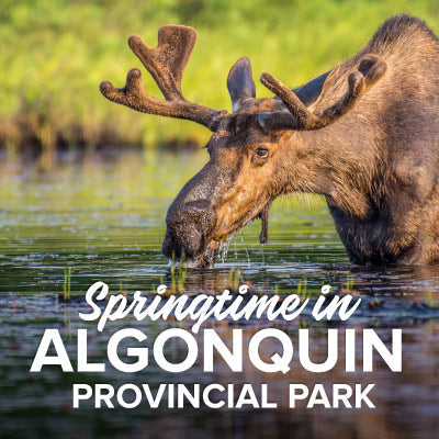 Welcoming Spring With an Algonquin Park Camping Trip by Colin Hughes