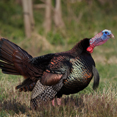 Wild Turkey Hunting Across Canada