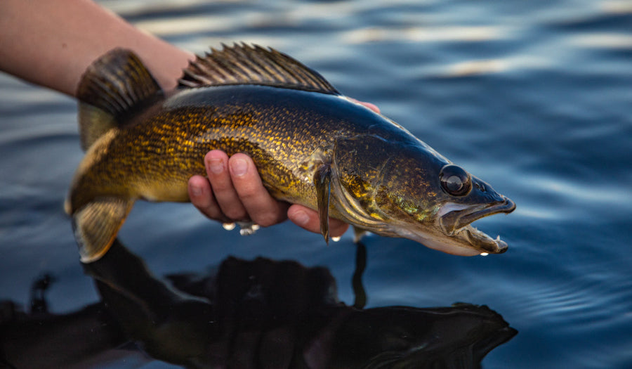 Walleye Fishing in Saskatchewan: Best Lakes, Limits & Tactics (2026 Guide)