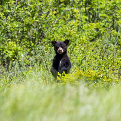 Practice Wildlife Safety During Outdoor Adventures