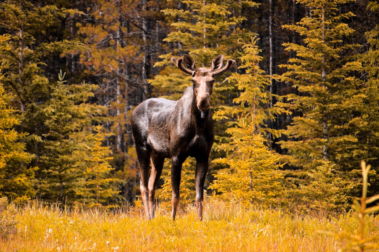 Maps for Northern Alberta